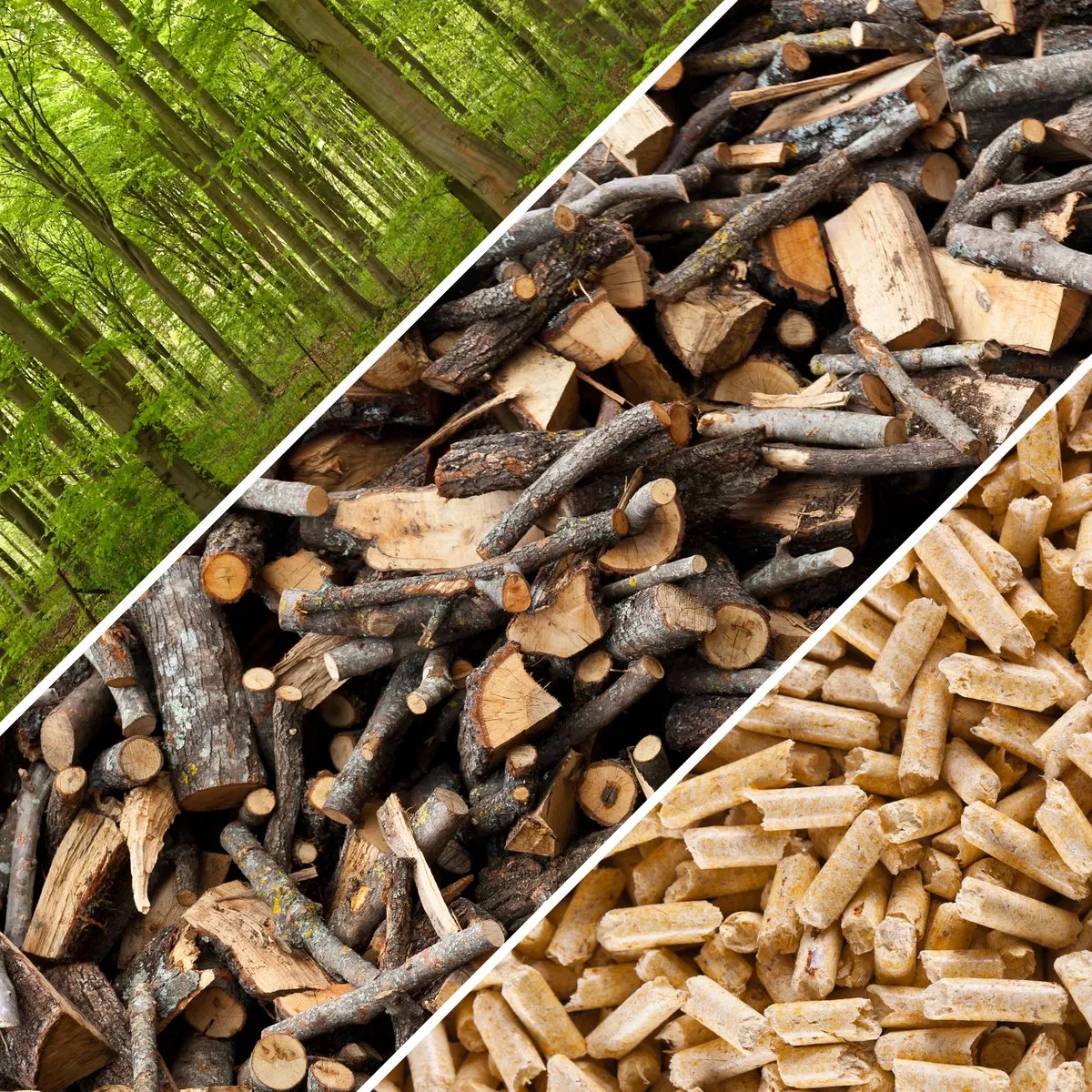 Biomass